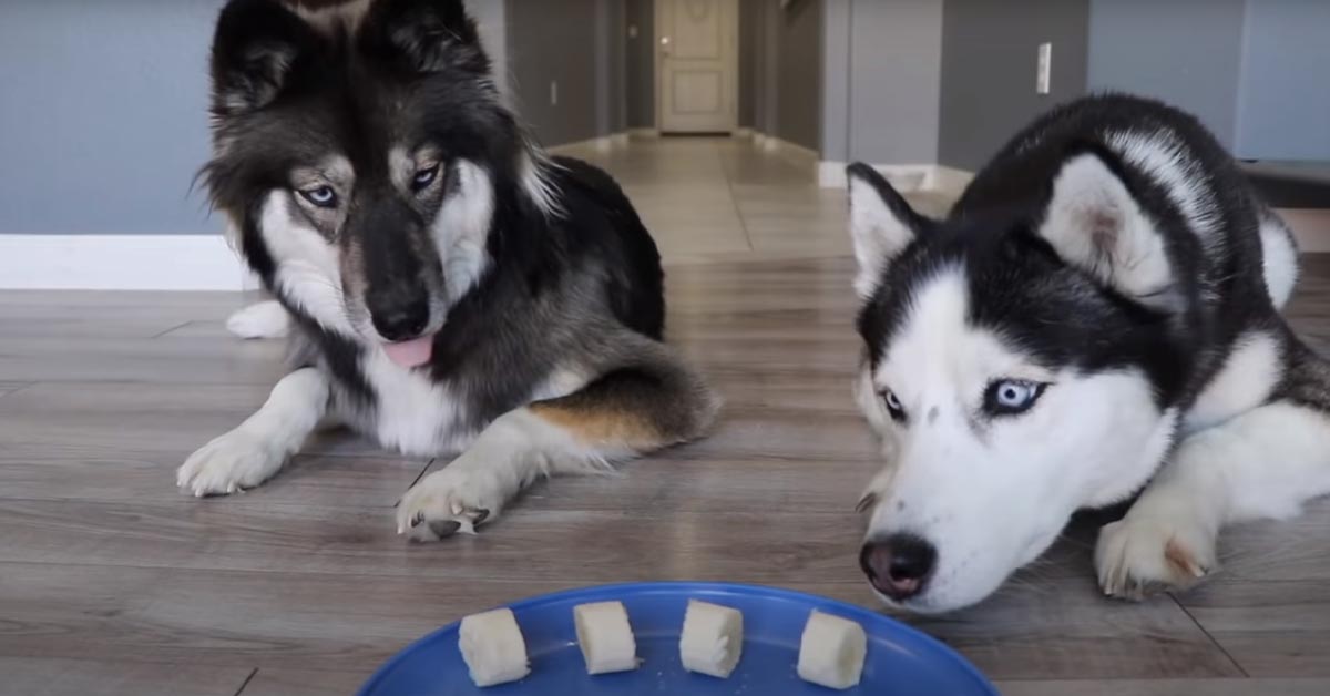 I due Husky mangeranno il cibo mentre il proprietario non c’è? La challenge virale (video)