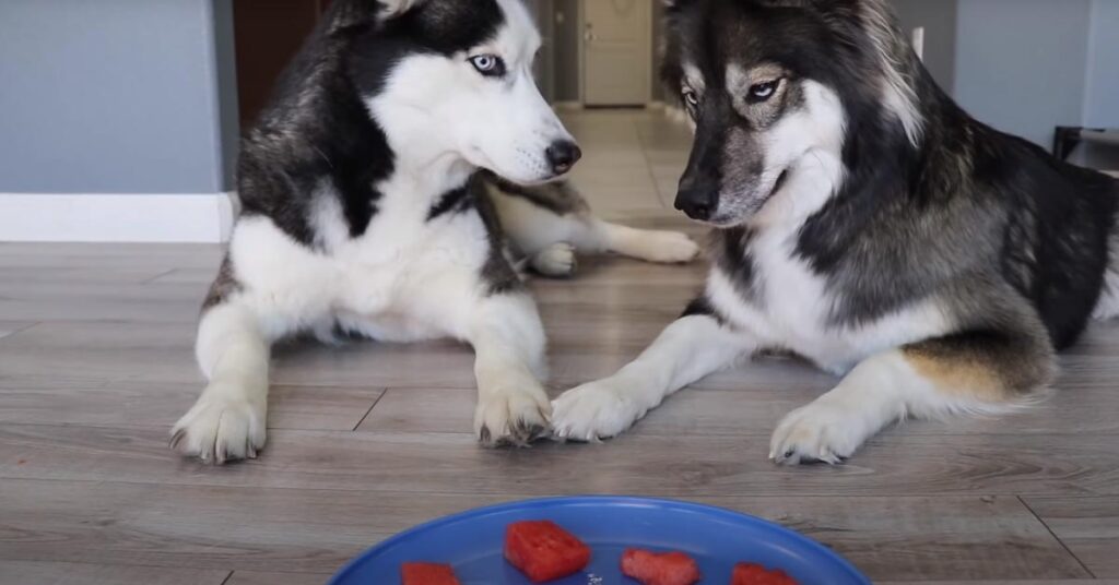 Husky di fronte ad un piatto