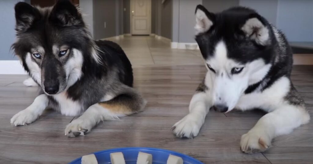 Husky di fronte ad un piatto