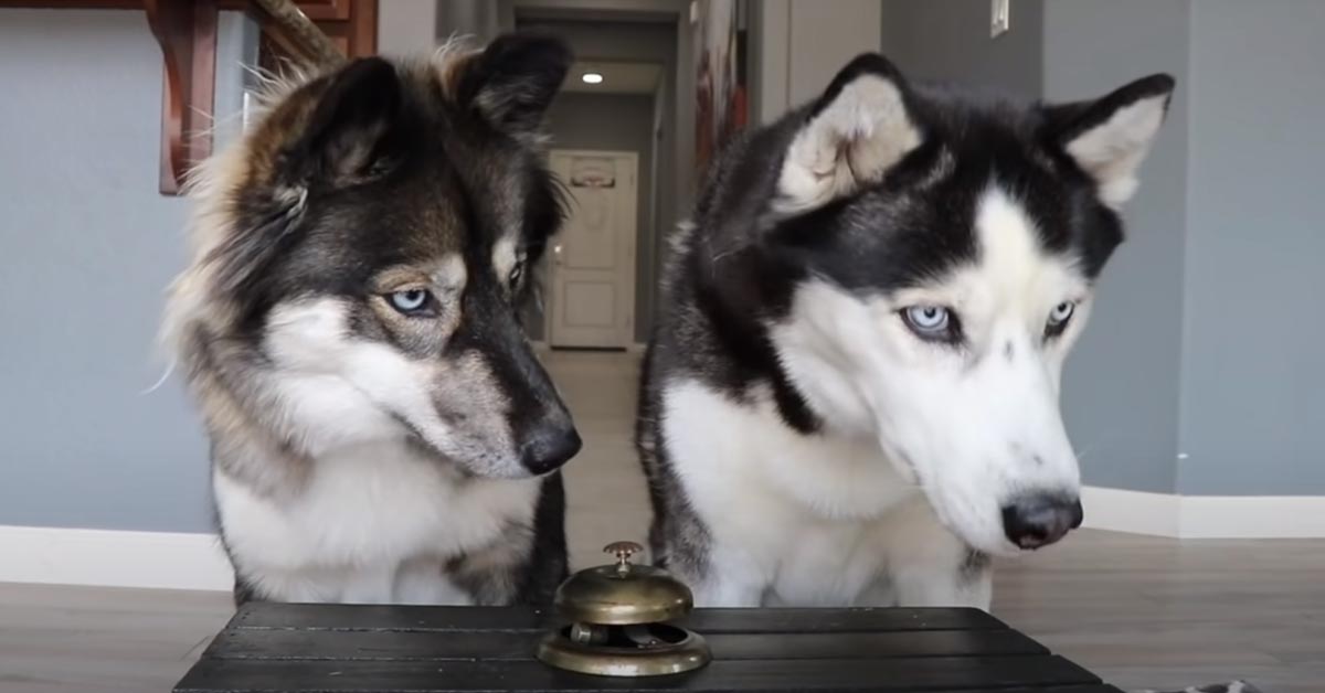 I due Husky suonano un campanello quando vogliono uno snack, ma uno è più bravo dell’altro (video)