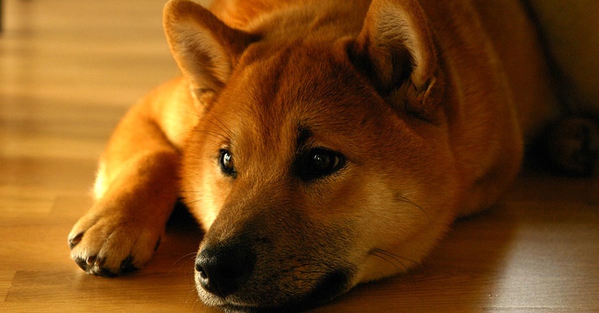 I due Shiba Inu dormono teneramente insieme e il video è dolcissimo