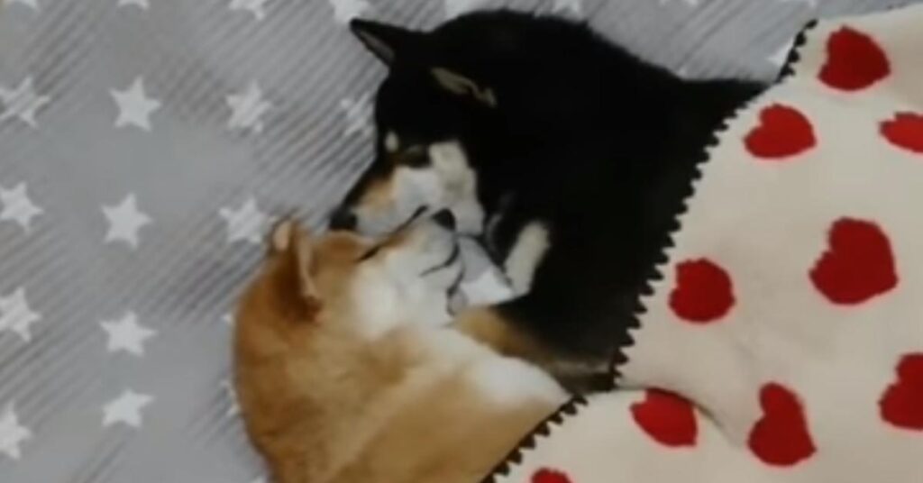 Due Shiba Inu dormono insieme