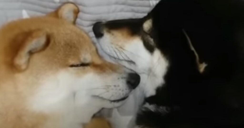 Due Shiba Inu dormono insieme
