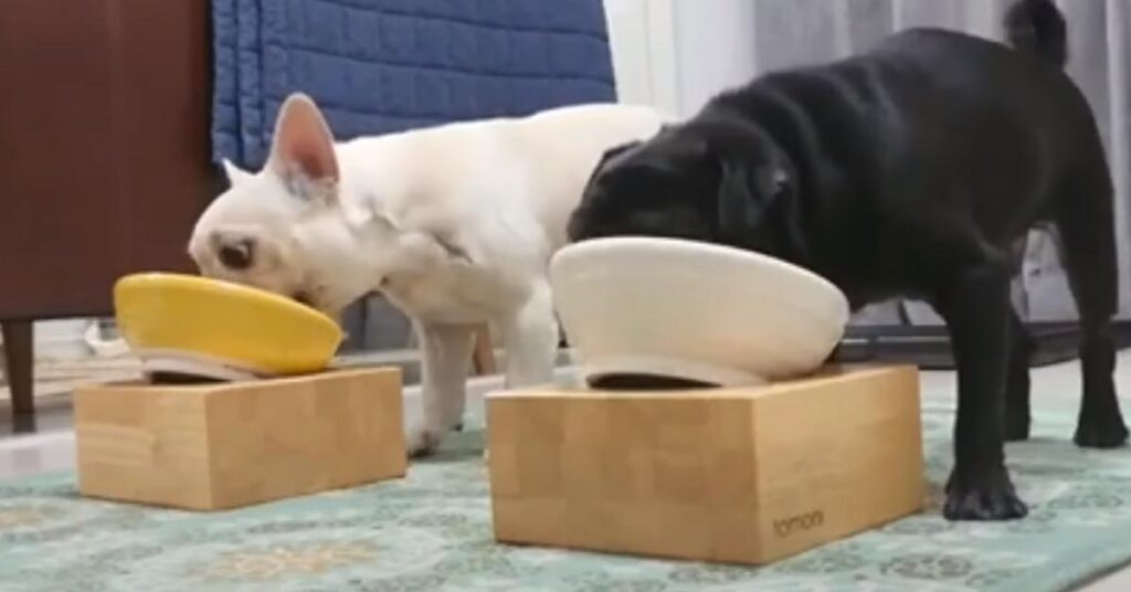Due Bulldog francese mangiano