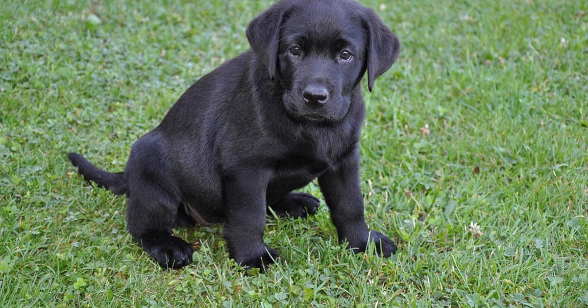 I piccoli cuccioli di Labrador si siedono composti in attesa della pappa (video)