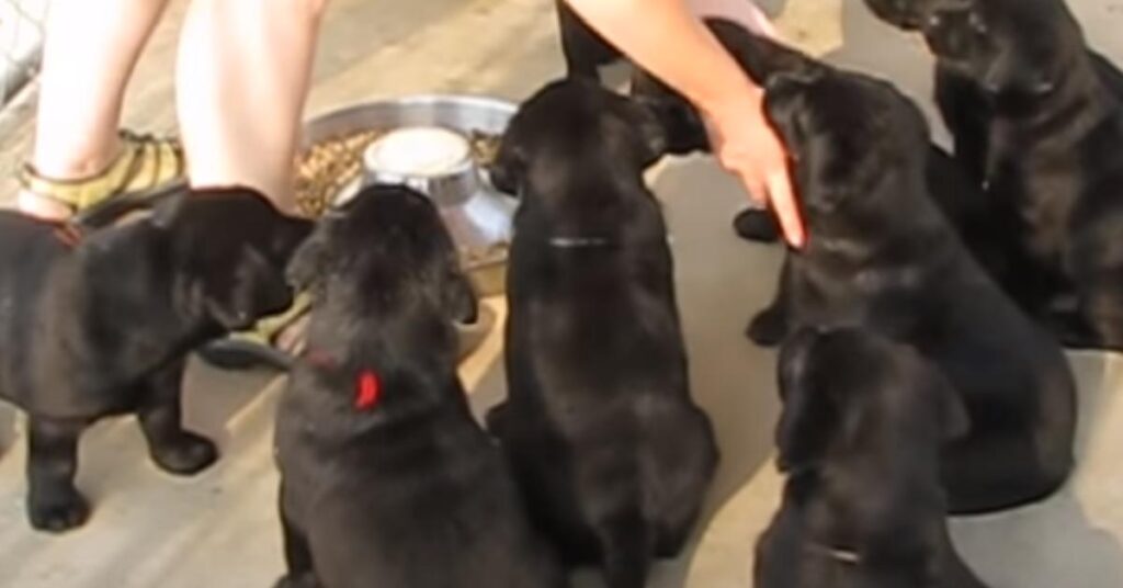 Cuccioli di Labrador che mangiano