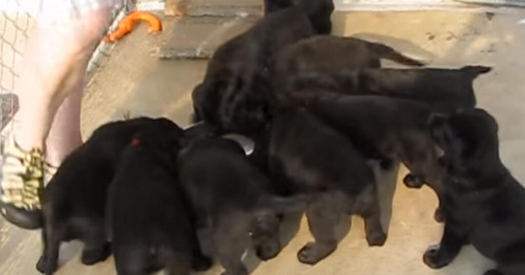 Cuccioli di Labrador che mangiano