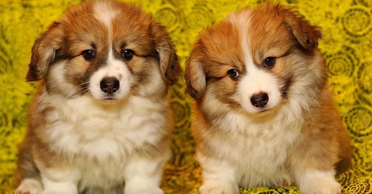 I teneri cuccioli di Corgi muovono i loro primi passi (video)