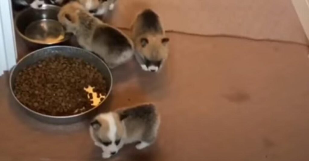 Cuccioli di Corgi che giocano