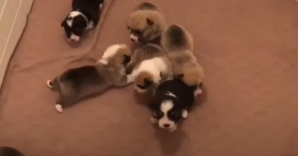 Cuccioli di Corgi che giocano