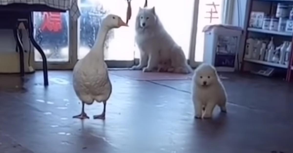 I teneri cuccioli di Samoiedo adorano giocare con la loro amica oca (video)