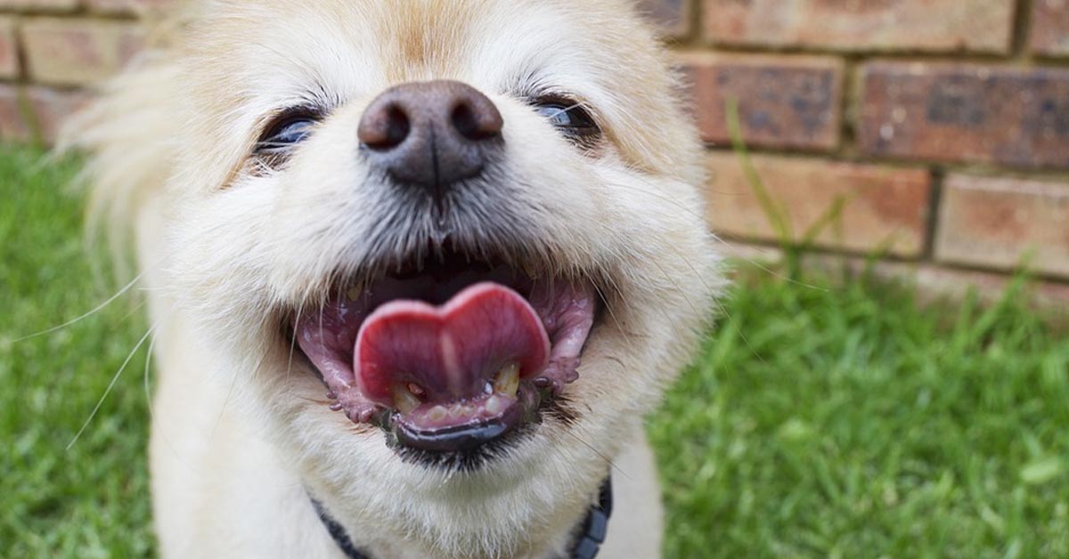 I tenerissimi cuccioli di Pomerania si divertono giocando insieme e il video è emozionante