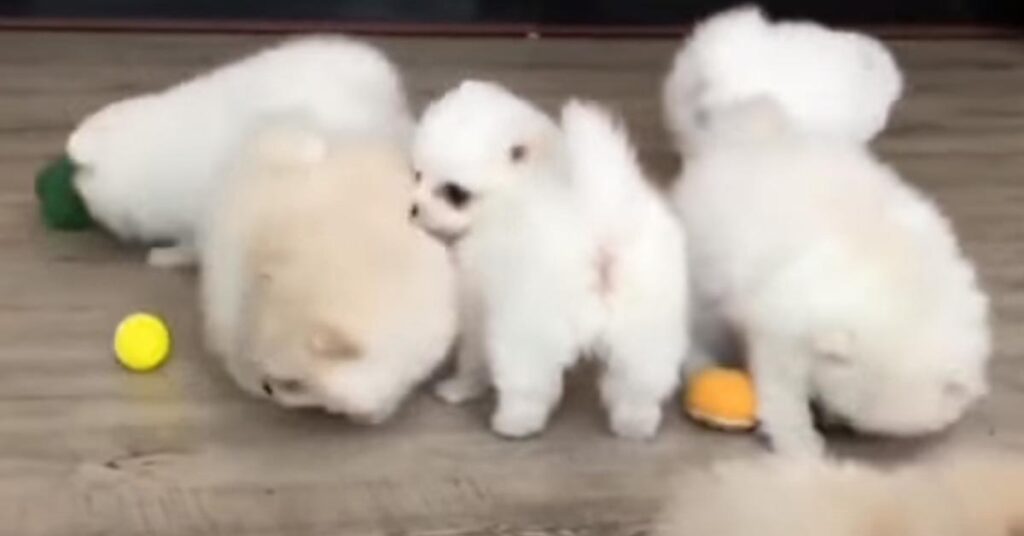 Cuccioli di Pomerania che giocano