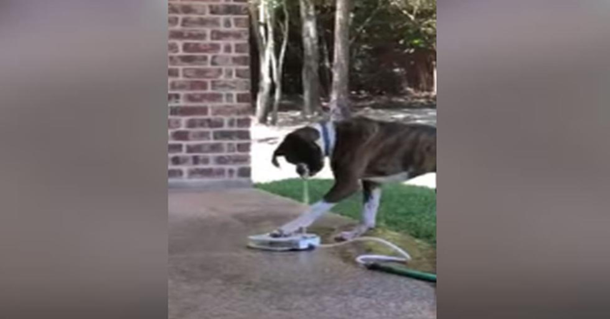 cane beve da solo con uno speciale marchingegno