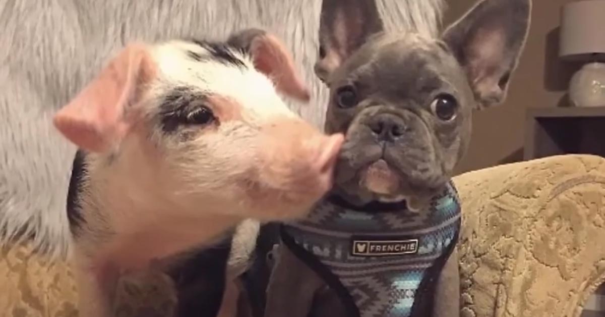 Il Bulldog Francese Keeva ha per migliore amico un tenerissimo maialino (video)