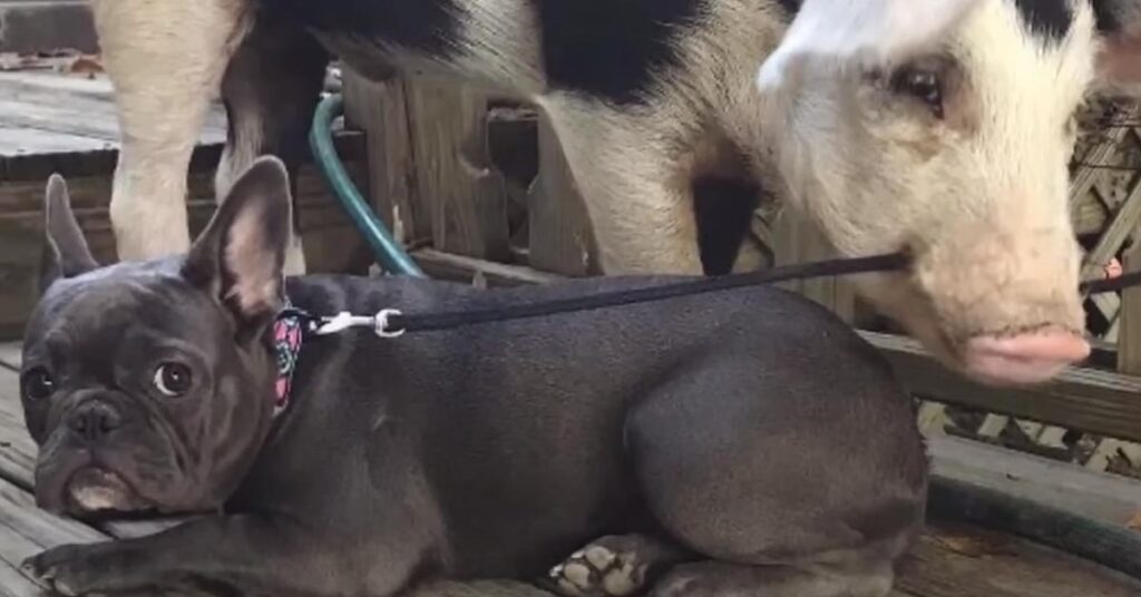 Bulldog Francese con un maialino