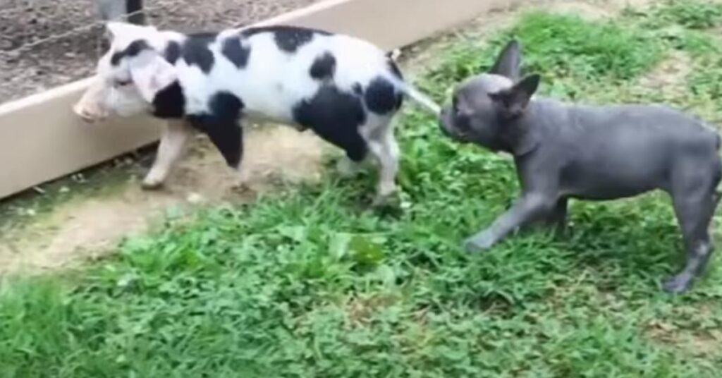 Bulldog Francese con un maialino