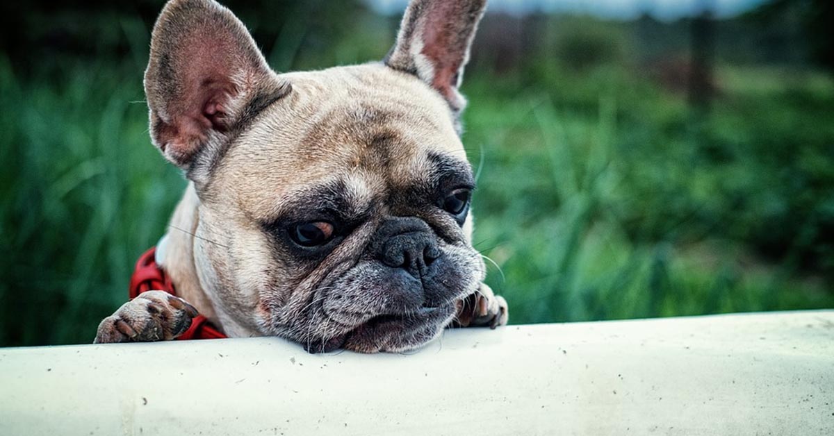Il Bulldog Francese è troppo “basso” per riuscire a raggiungere i suoi amichetti (video)
