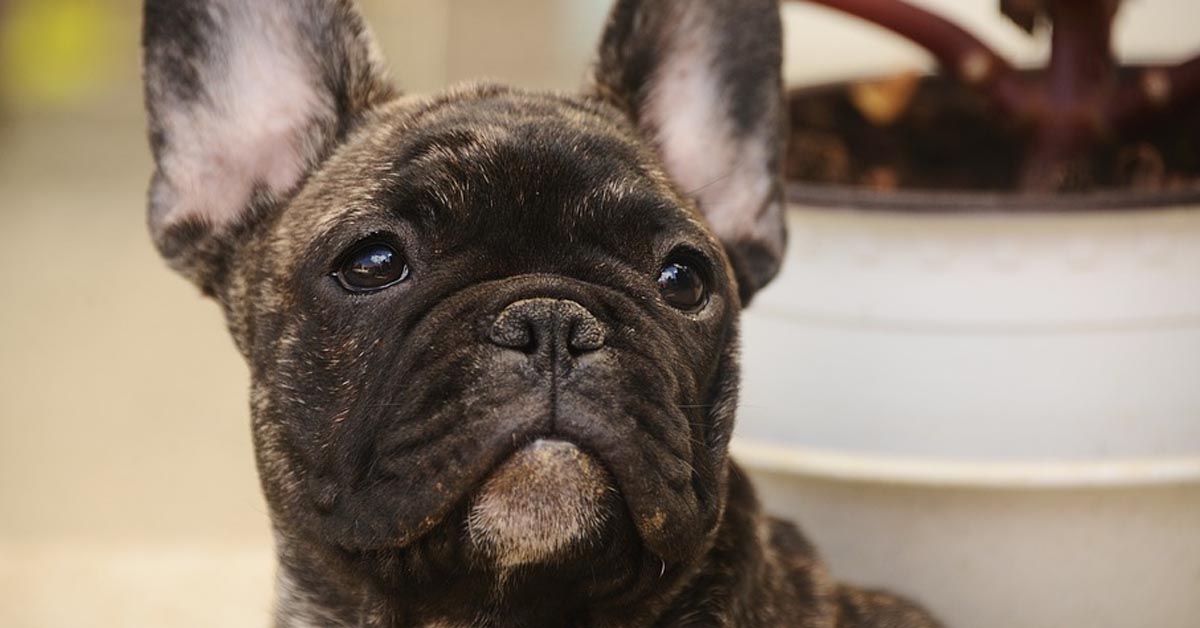 Il Bulldog Francese sfreccia a bordo di uno skateboard e la sua performance è virale (video)