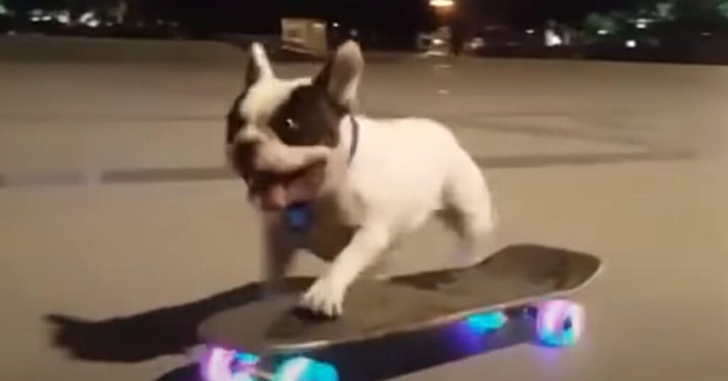 Bulldog Francese su uno skateboard