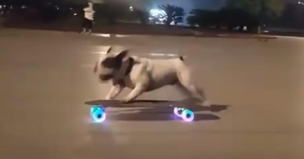 Bulldog Francese su uno skateboard