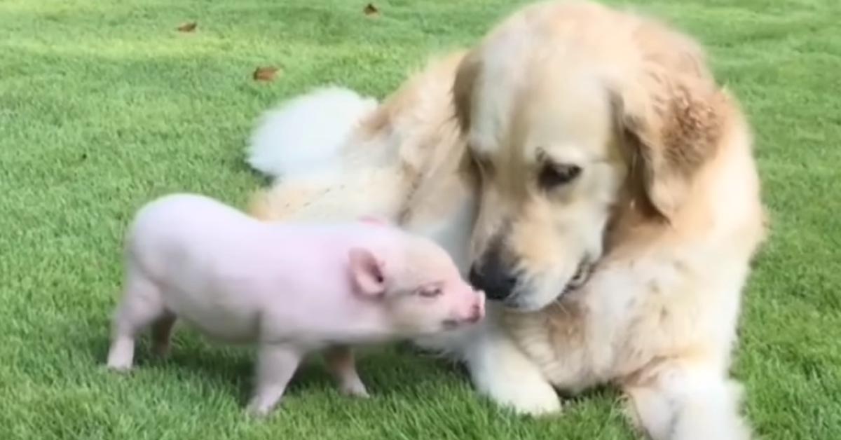 Il Golden Retriever adora giocare con il suo amico maialino (video)