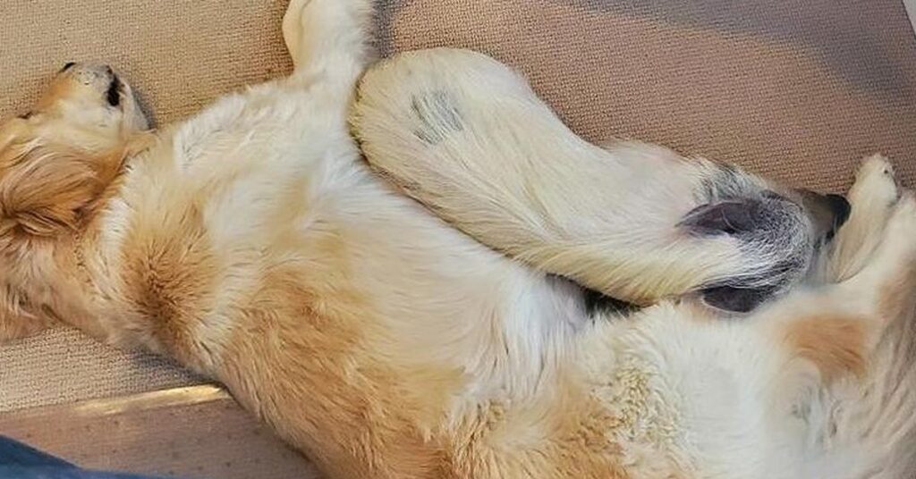 Golden Retriever con un maialino