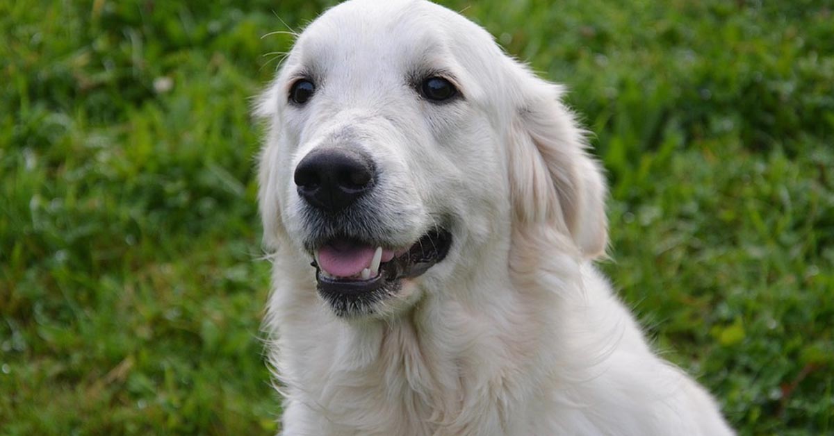 Il Golden Retriever adora “rispondere” ad Alexa (video)