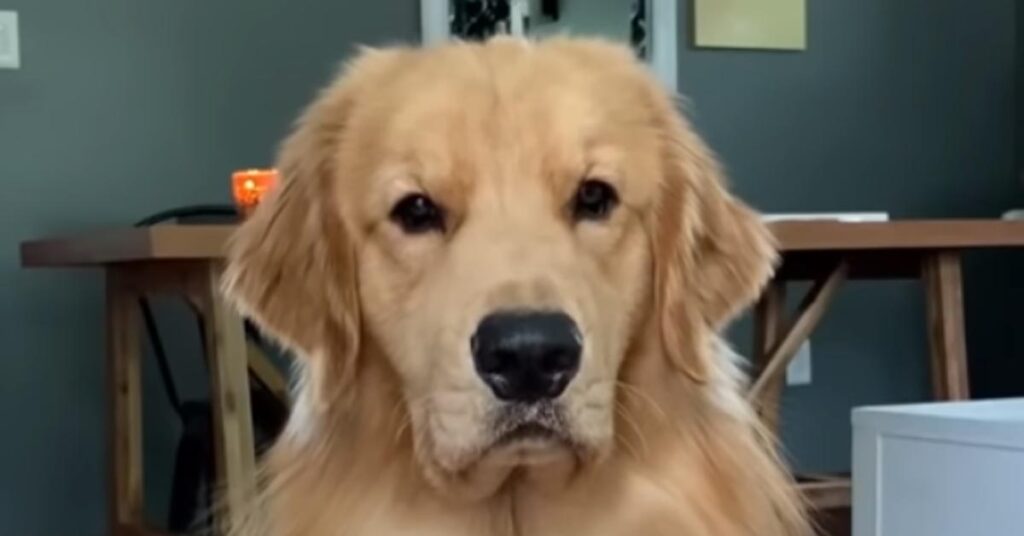 Golden Retriever che osserva che osserva