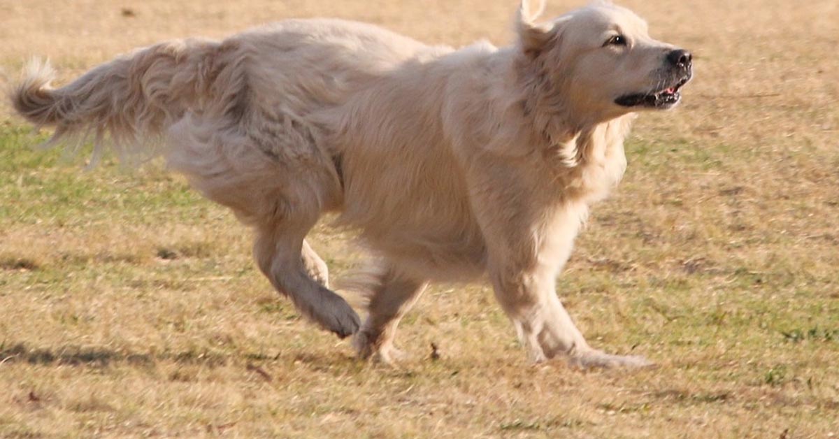 Il Golden Retriever affronta un muro “invisibile” e la sua sfida è virale (video)