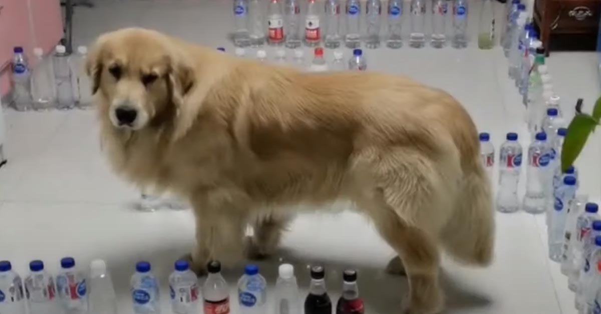 Il Golden Retriever affronta un particolare labirinto di bottiglie (video)