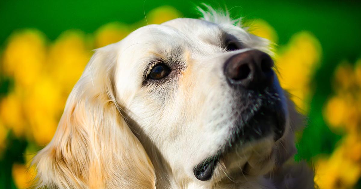 Il Golden Retriever deve prendere una decisione difficile: mano destra o sinistra? (video)