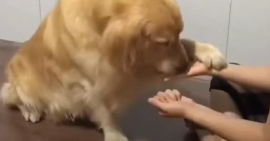 Golden Retriever con il proprietario
