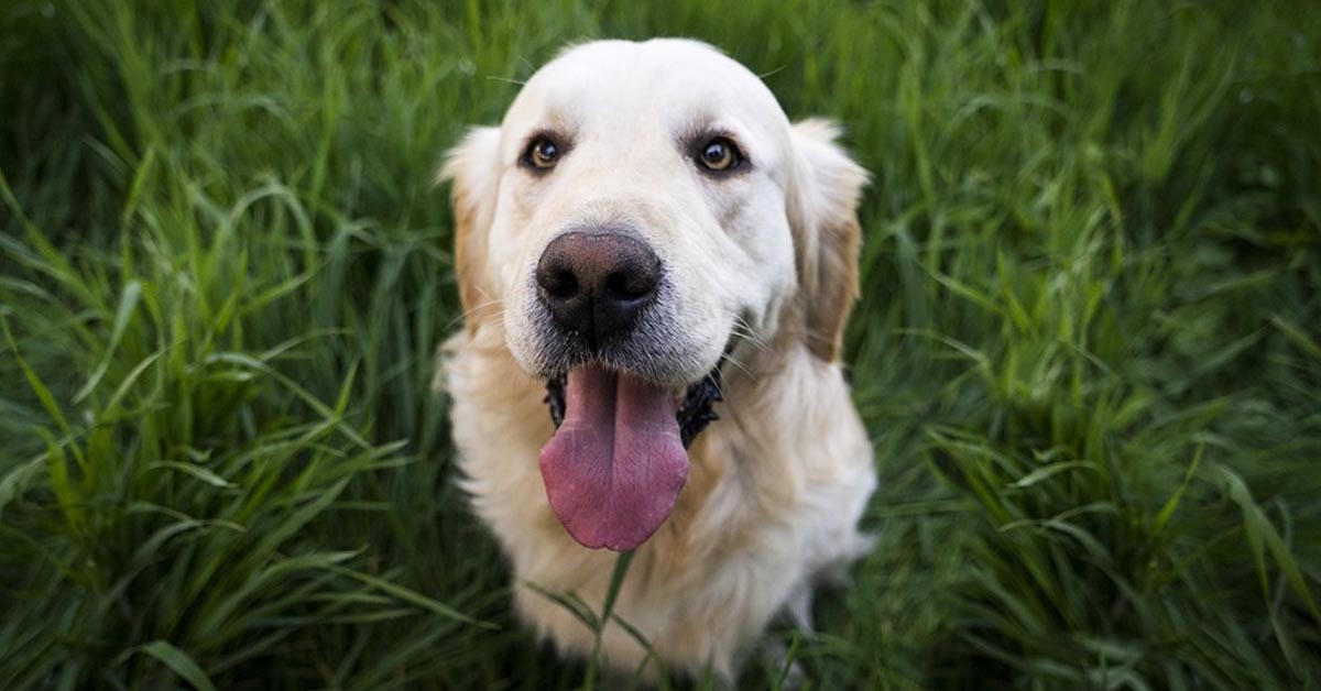 Il Golden Retriever è un maestro a giocare a nascondino: impossibile vederlo (video)