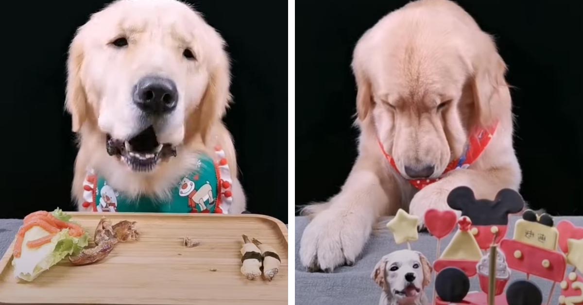 Il Golden Retriever festeggia un compleanno davvero magico (video)