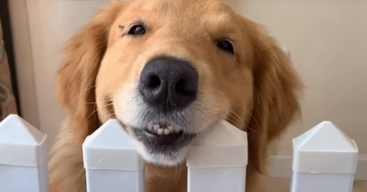 Il Golden Retriever incontra i cuccioli di Husky appena nati e il momento è magico (video)