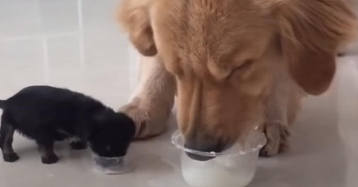 Il Golden Retriever incontra il nuovo fratellino, un piccolissimo cucciolo di cane (video)