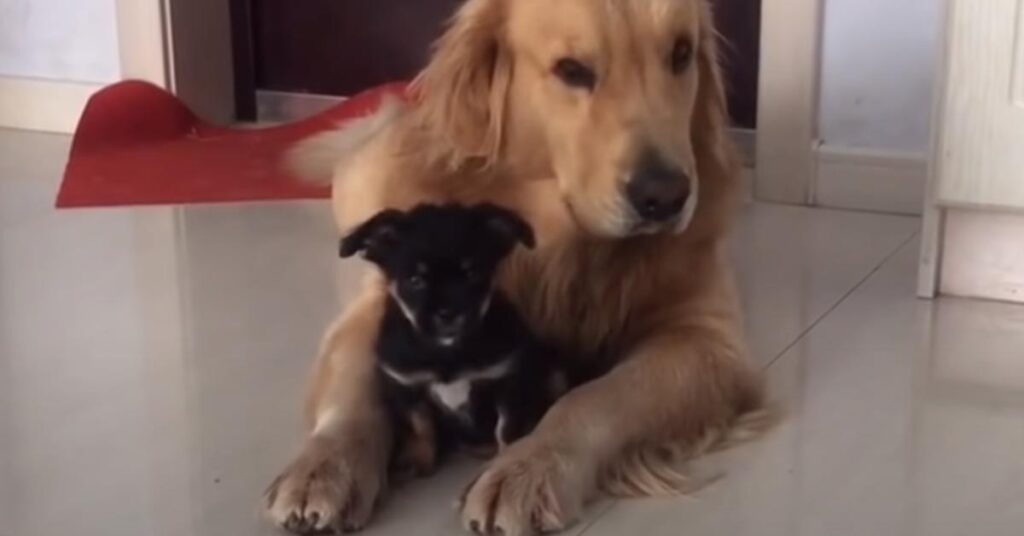 Golden Retriever con un cucciolo di cane