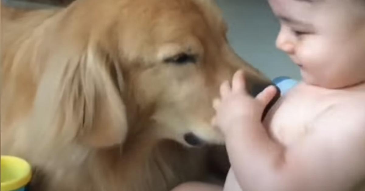 Il Golden Retriever non riesce a smettere di dare bacini ad un bambino (video)
