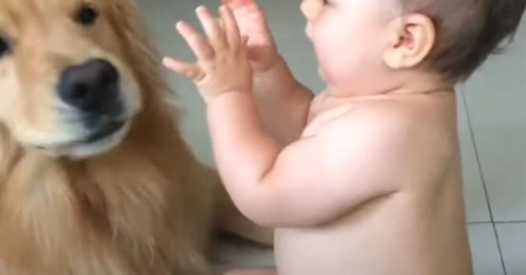 Golden Retriever con un bambino