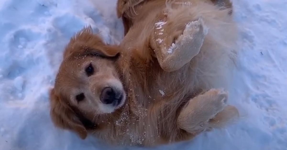 Il Golden Retriever non si stanca mai di giocare nella neve (video)