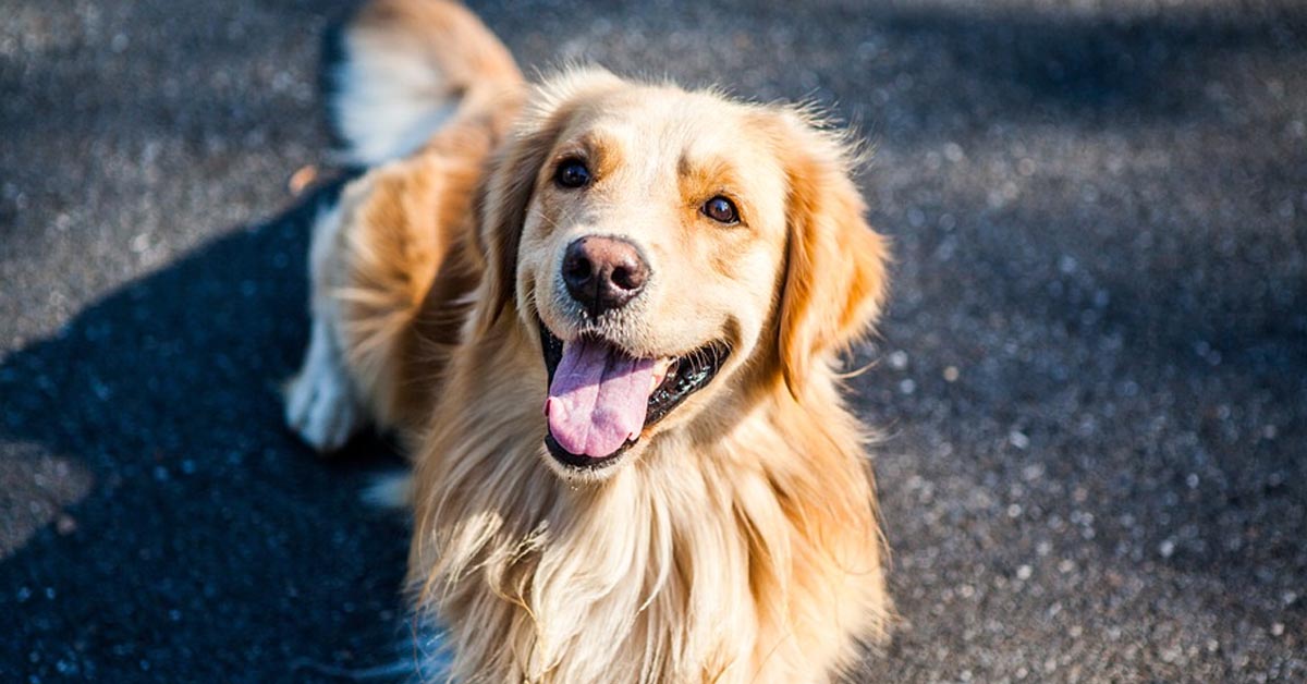Il Golden Retriever resta affascinato alla vista di uccellini e scoiattoli (video)