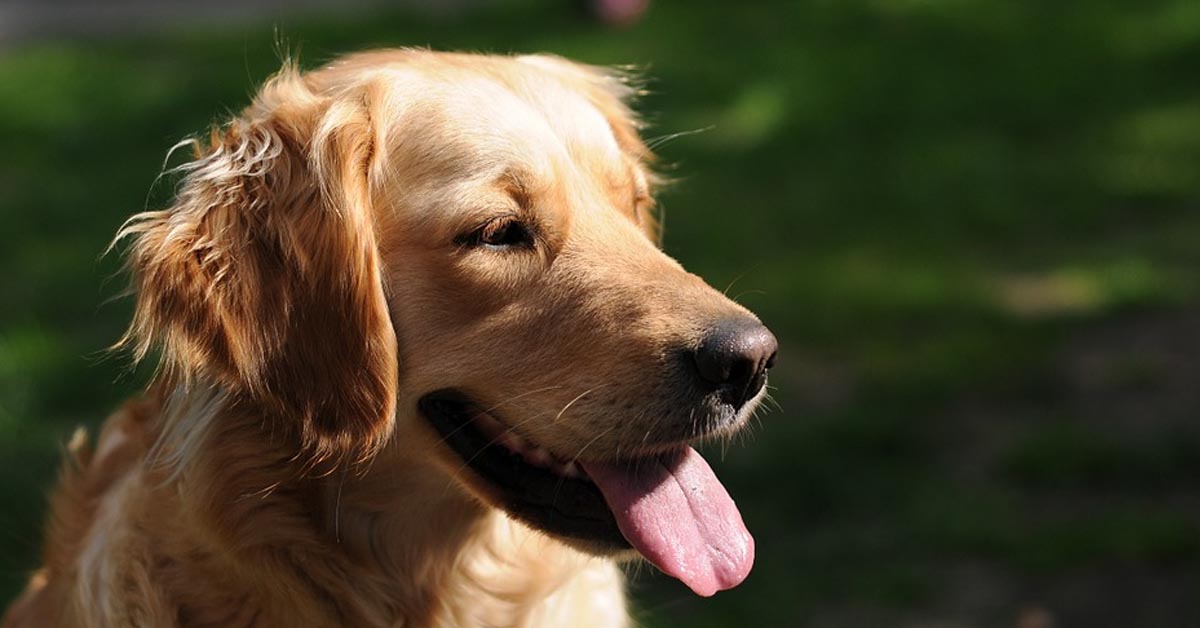 Il Golden Retriever suona il campanello di casa quando vuole rientrare (video)