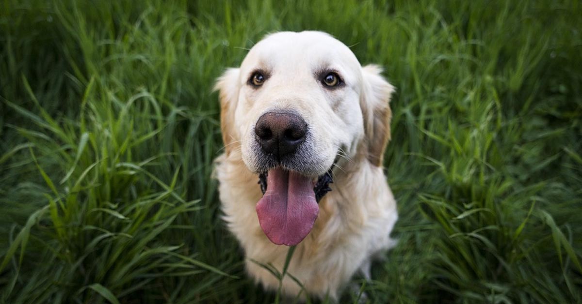 Il Golden Retriever vorrebbe un po’ di yogurt ma è troppo timido per chiederlo (video)