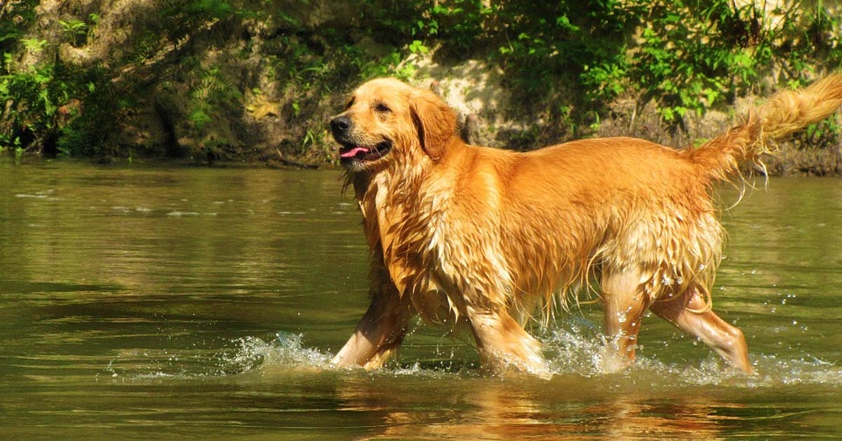 Il Golden Retriever vuole essere amico di un pesciolino (video)