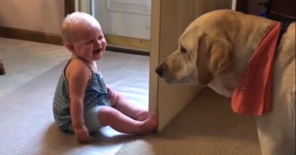 Labrador con una bambina