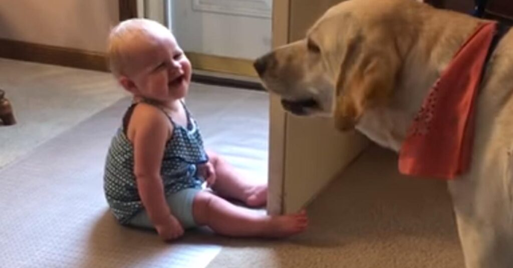 Labrador con una bambina