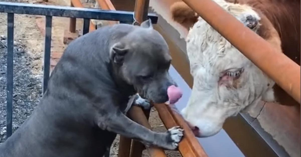 Il Pitbull e la mucca si concedono un tenerissimo momento di coccole (video)