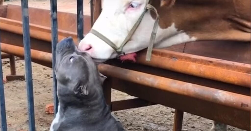 Pitbull con una mucca