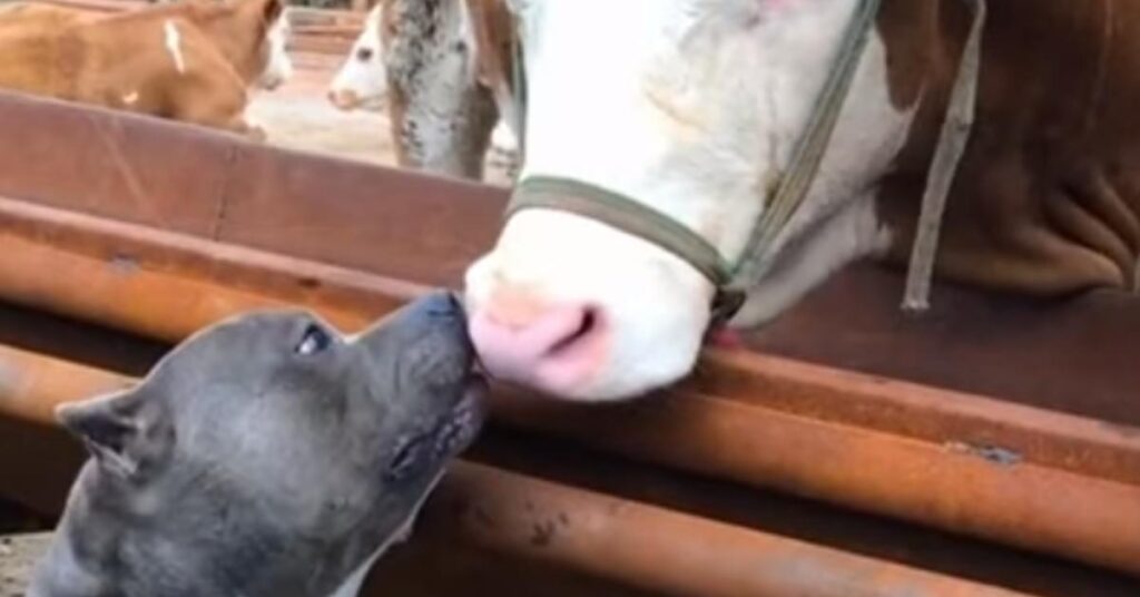 Pitbull con una mucca
